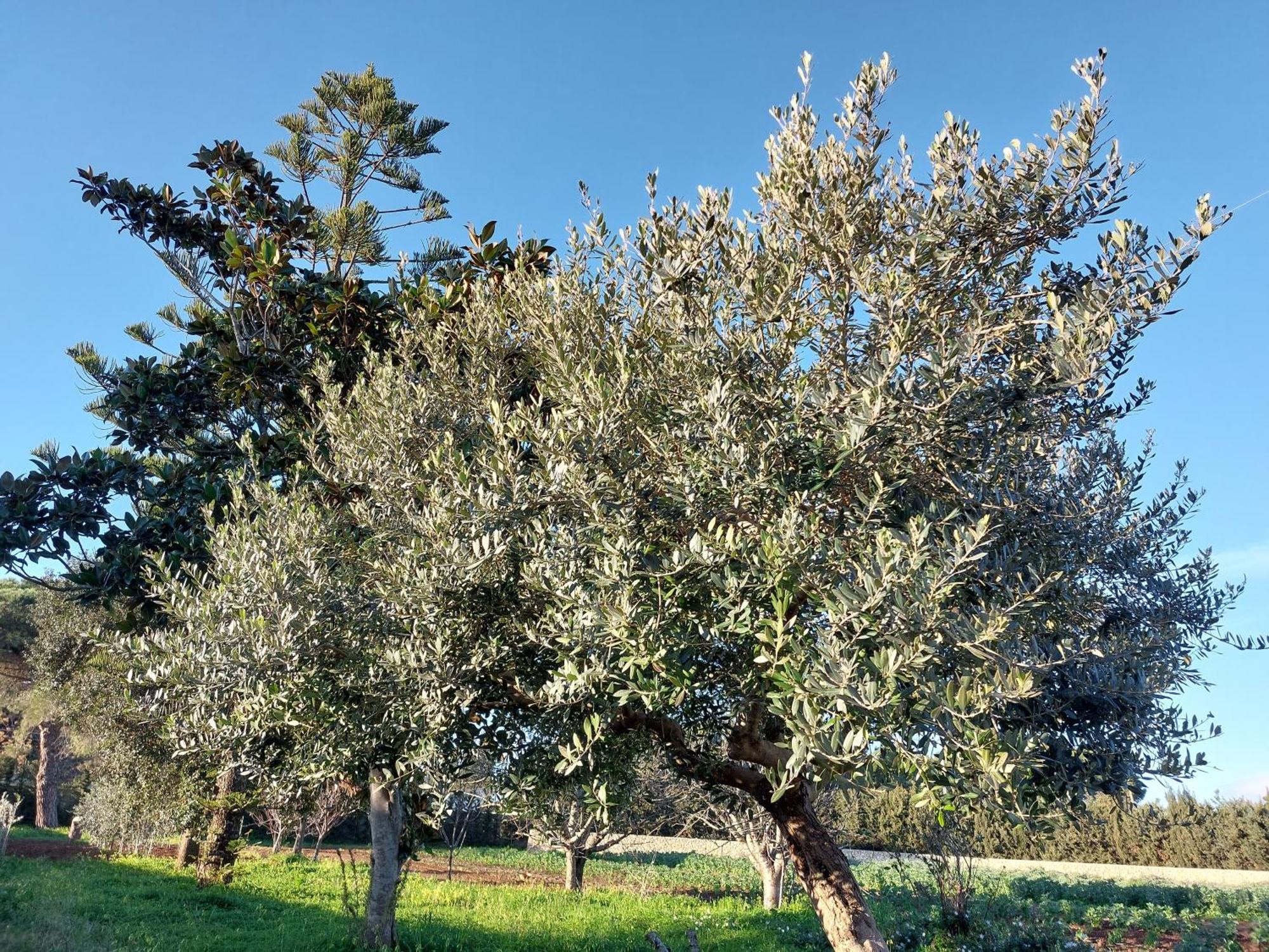 L'Aira Ecchia - Ospitalita Rurale Villa Lecce Exteriör bild